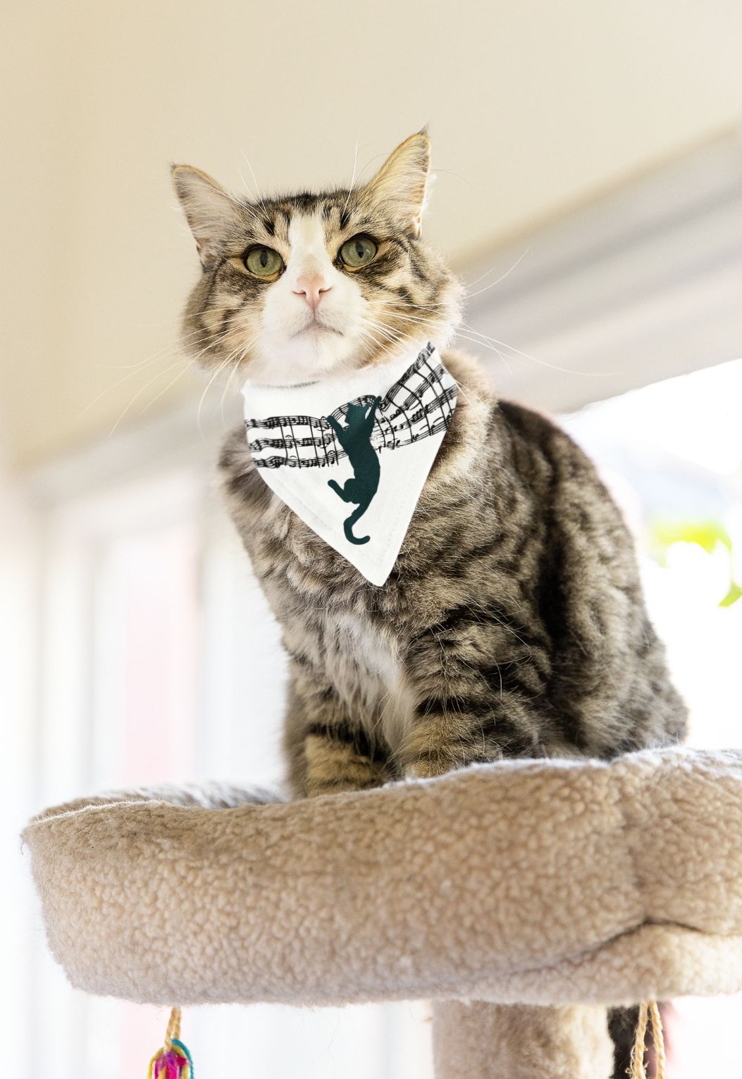Katze trägt weißes Bandana mit Notenlinien und springender Katze als Motiv.