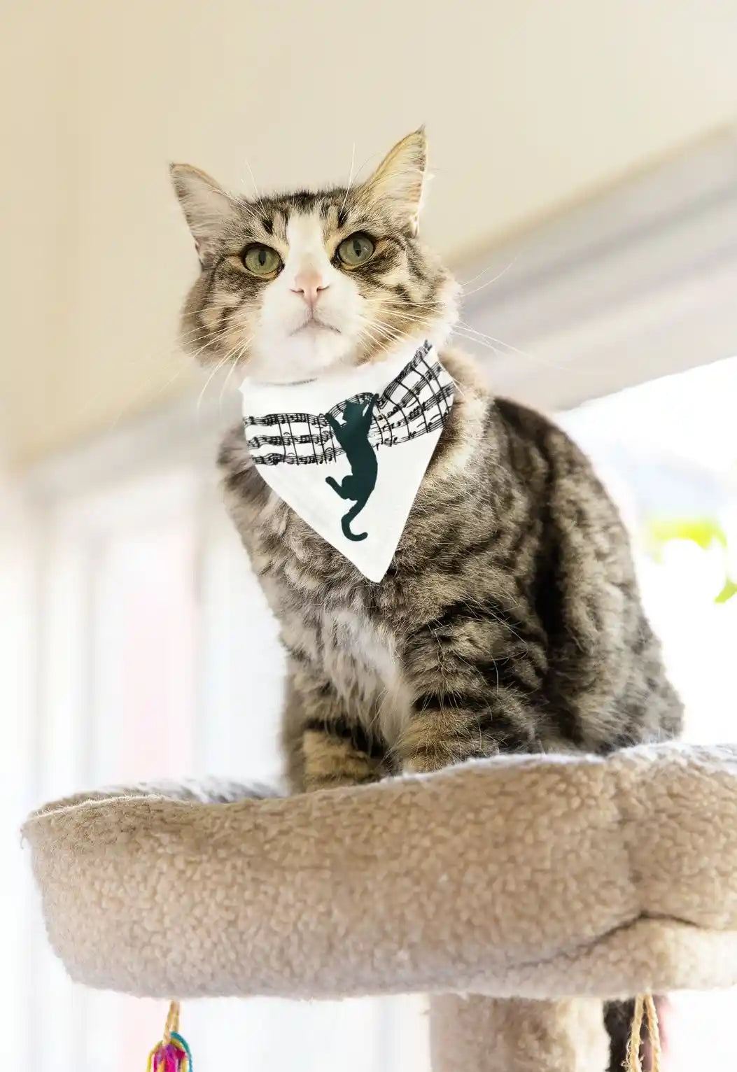 Katze mit Noten‑Bandana und springender Katzen‑Motiv