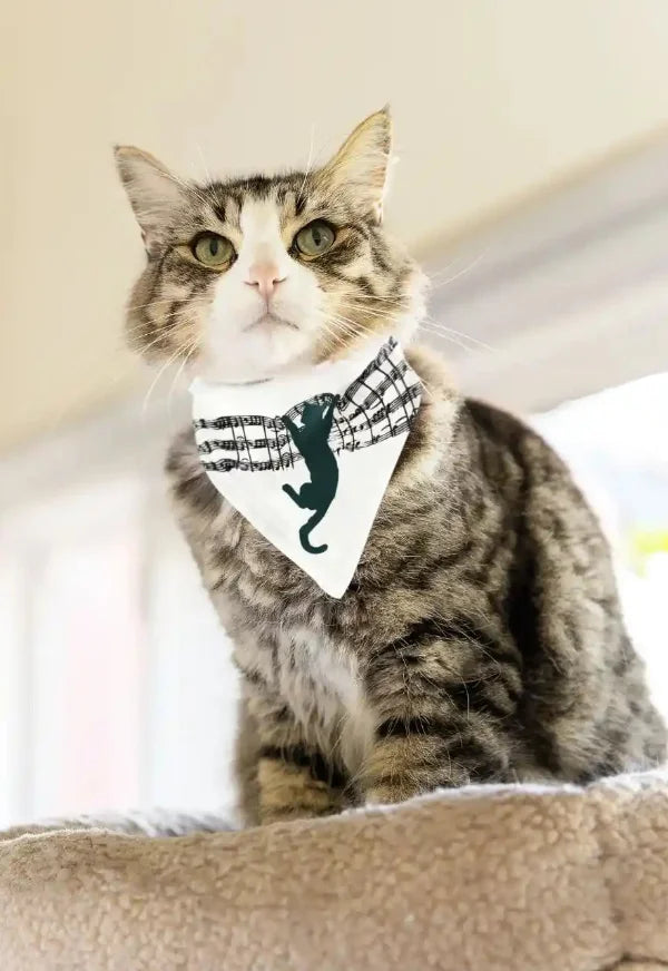 Katze mit weißem Tier-Bandana und schwarzem Musiknoten-Motiv.